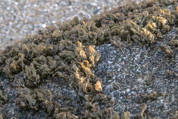 algas en las rocas del mar