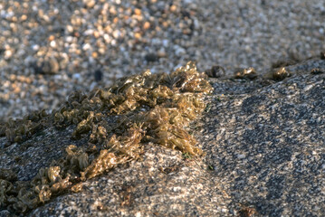 algas en las rocas del mar
