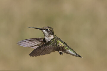 Female Ruby Throated Hummingbird in flight in summer