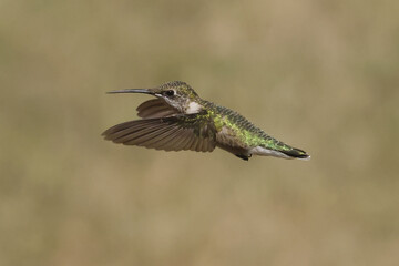 Female Ruby Throated Hummingbird hovering in summer
