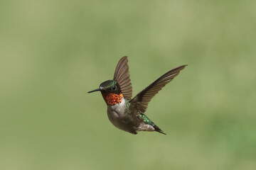 Male Ruby Throated Humming bird in flight on summer day