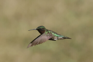 Male Ruby Throated Humming bird in flight