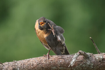 Robin scratching face with foot to groom and preen feathers