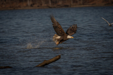 Bald Eagle fishing on the Pohick Bay of the Potomac River in Virginia