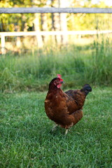 Chickens on a small farm in the country. Small scale poultry farming in Ontario, Canada.