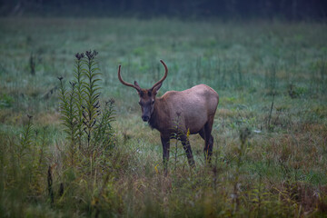 Naklejka na ściany i meble Elk in Cataloochee Valley