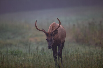 Elk in Cataloochee Valley