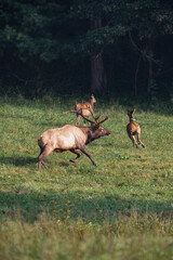Elk in Cataloochee Valley