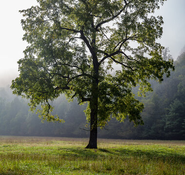 Tree in Cataloochee Valley, Great Smoky Mountains