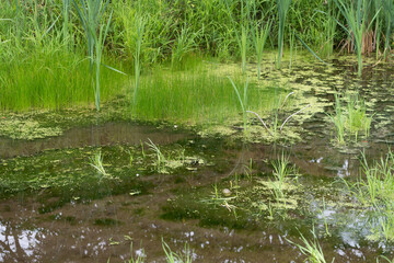 grass in the pond