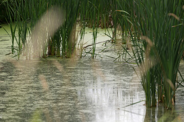 pond in the park