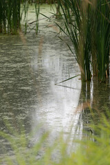 reflection in the water