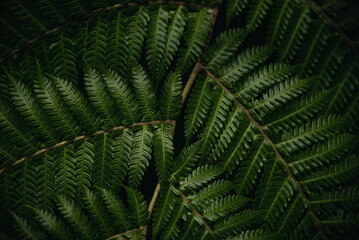 Dark green fern leaf texture closeup for background, Nature frond at tropical forest, Exotic plant,...