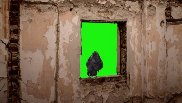 Raven in the window of old building green screen