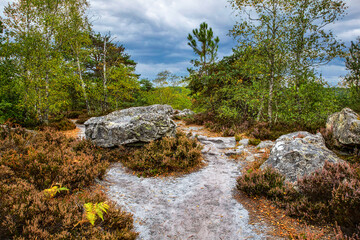 Rocks and Forest - Fontainebleau Forest, France