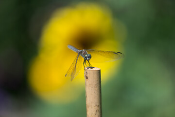close up of a dragonfly
