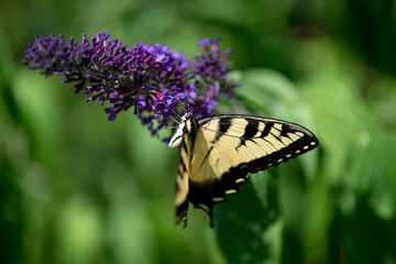butterfly on a Buddleja davidii flower