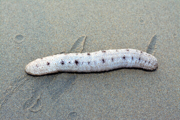 Sea cucumber on the shallow sea floor on the beach,  echinoderms from the class Holothuroidea, ...