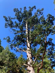 木のある風景