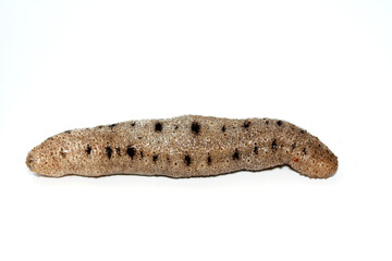 Sea cucumber isolated on white background,  echinoderms from the class Holothuroidea,  marine...