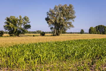 Fototapeta na wymiar Rural landscape in Jaczew, Mazowsze region, Poland