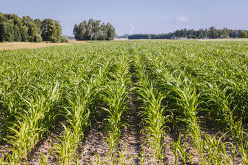 Fototapeta na wymiar Maize field in Jaczew village, Mazowsze region, Poland