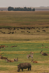 Fototapeta na wymiar Safari animals resting in the wild