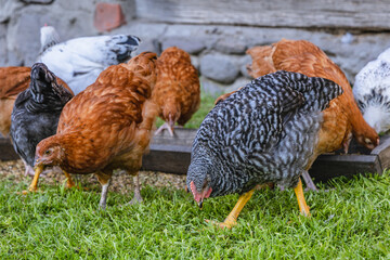 Free range chicken farm in a Jaczew village, Mazowsze region, Poland