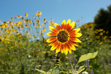 Fototapeta premium sunflower isolated on a background with plants, trees, and sky
