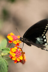 butterfly on flower