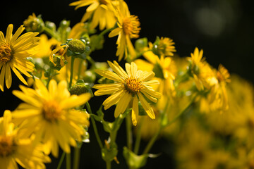 cup plant or Silphium perfoliatum