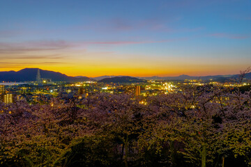 夕方の満開の桜と下松公園からの眺め