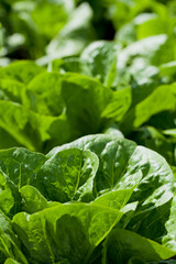 Lettuce plant -  Crispy Mint - lactuca sativa in the vegetable garden - fresh salad leaves are growing on the veggie farm.