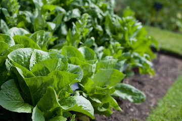 Lettuce plant -  Crispy Mint - lactuca sativa in the vegetable garden - fresh salad leaves are growing on the veggie farm.
