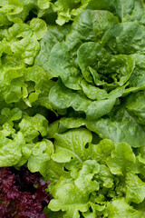 Lettuce plants - lactuca sativa in the vegetable garden - fresh salad leaves are growing on the veggie farm.