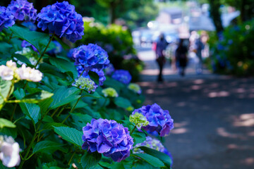 防府市阿弥陀寺の満開の紫陽花