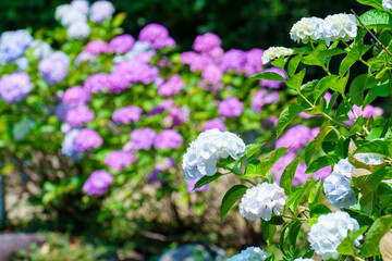 防府市阿弥陀寺の満開の紫陽花