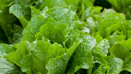 Lettuce plant -  Crispy Mint - lactuca sativa in the vegetable garden - fresh salad leaves are growing on the veggie farm.