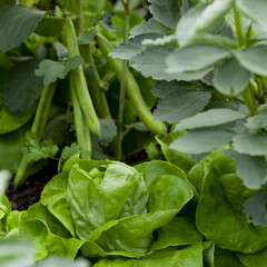 Vegetable garden with many edible plants -  salad leaves like lettuce, beet greens, spinach and broad beans.