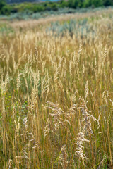 A field of natural grass swaying gently in a soft summer breeze.