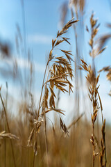 Beautiful prairie grass sways gently in the soft breeze. A quiet and serene photo of the natural environment.