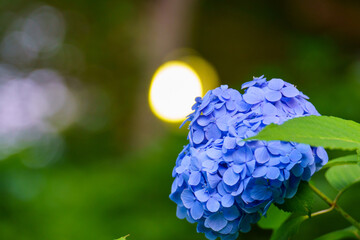 夕日で映える綺麗な紫陽花