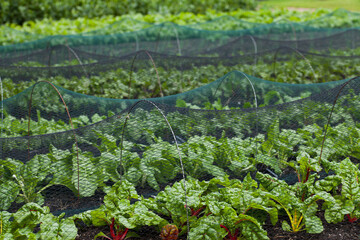 Beetroot and Swiss Chard plants growin in the vegetable farm under the plastic net protection.