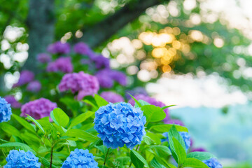 夕日で映える綺麗な紫陽花