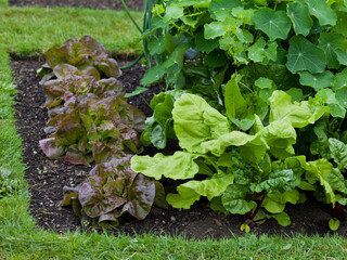 Vegetable garden with many edible plants -  salad leaves like lettuce, beet greens, spinach and...