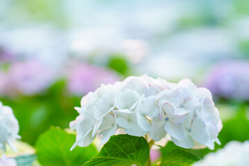 夕日で映える綺麗な紫陽花