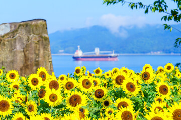 山口県下松市笠戸島の朝日を浴びる満開のひまわりの黄色と青い空