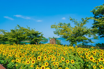 山口県下松市笠戸島の朝日を浴びる満開のひまわりの黄色と青い空