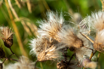 Thistle, also known as creeping thistle, growing on the North Dakota prairie
