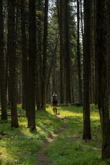 Female In Sunny Patch Hikes In Tall Pine Forest